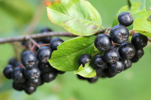 Health Benefits of Aronia Berries