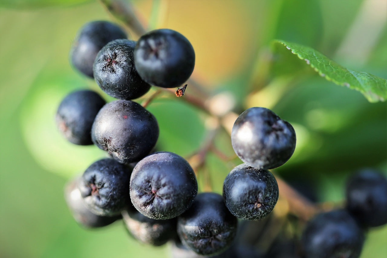 Everything You Need to Know About Aronia Berries – J&J Aronia