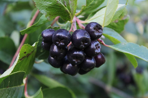 Aronia Berries: The Superfood Your Immune System Needs