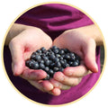 harvested aronia berries in hands