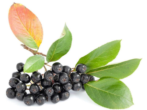 aronia berries with leaves