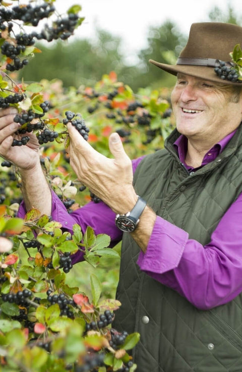 Joerg Holzmueller harvesting aronia berries